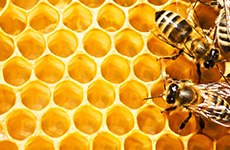 Cera de Abeja